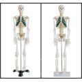 85cm Menschliches Skelettmodell mit Spinalnerv, Skeleton Human Model